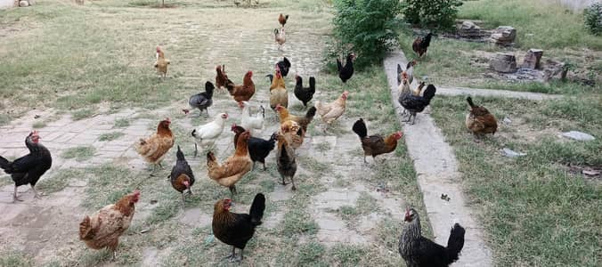 Desi hens for sale