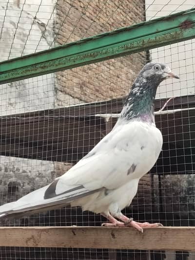 Resulted breeder pigeon