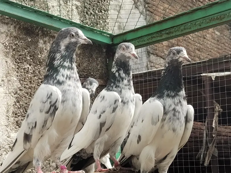 Resulted breeder pigeon — photo 2