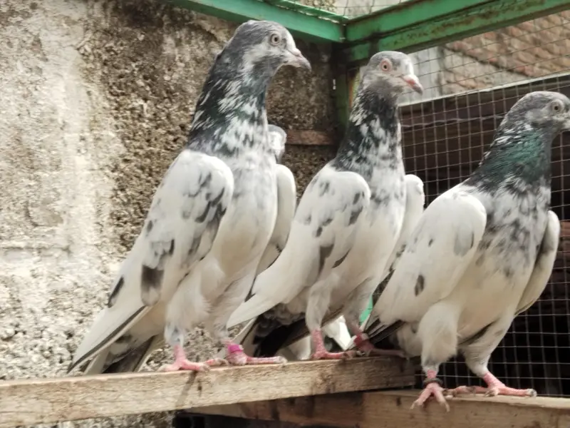 Resulted breeder pigeon — photo 3