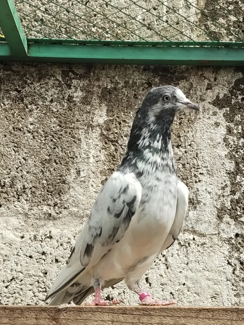 Resulted breeder pigeon — photo 4