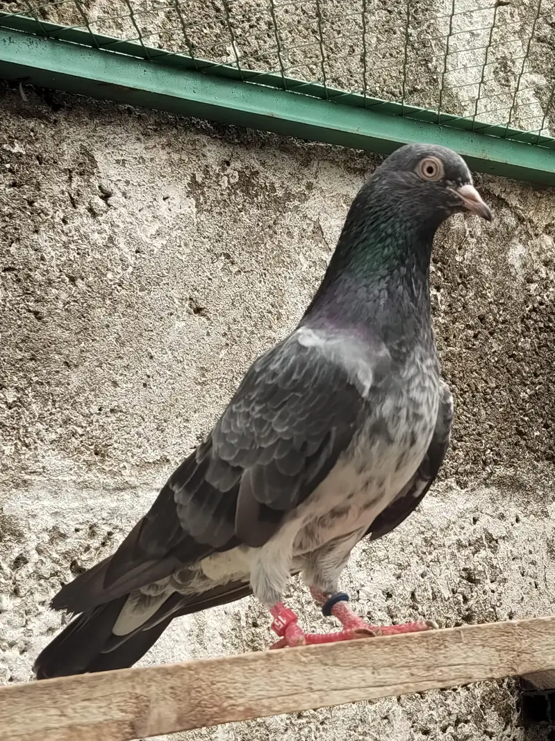 Resulted breeder pigeon — photo 6