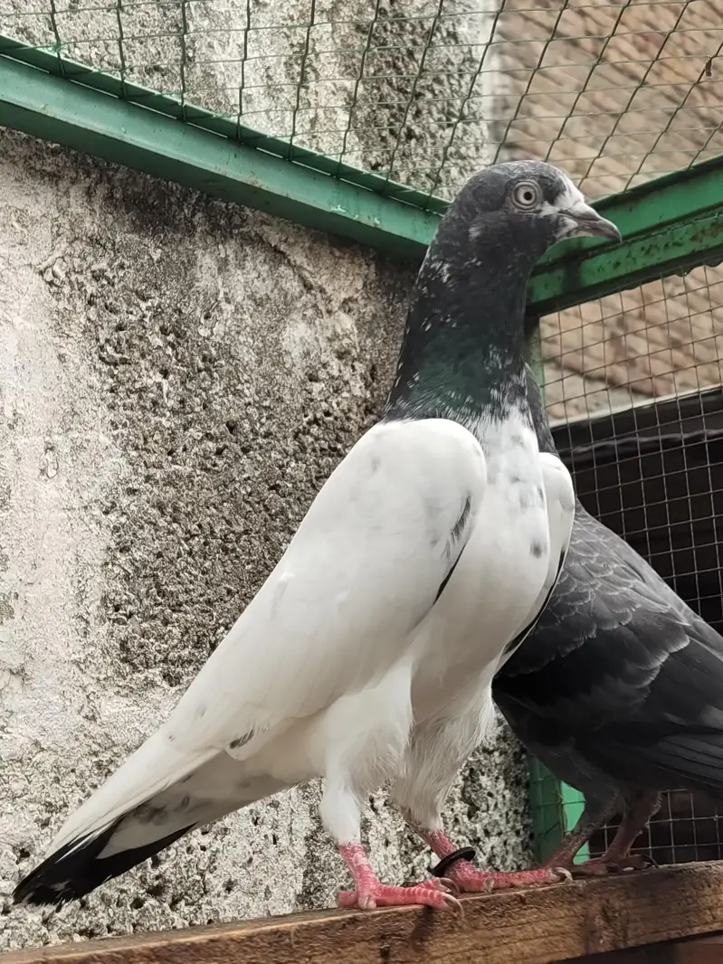 Resulted breeder pigeon — photo 8