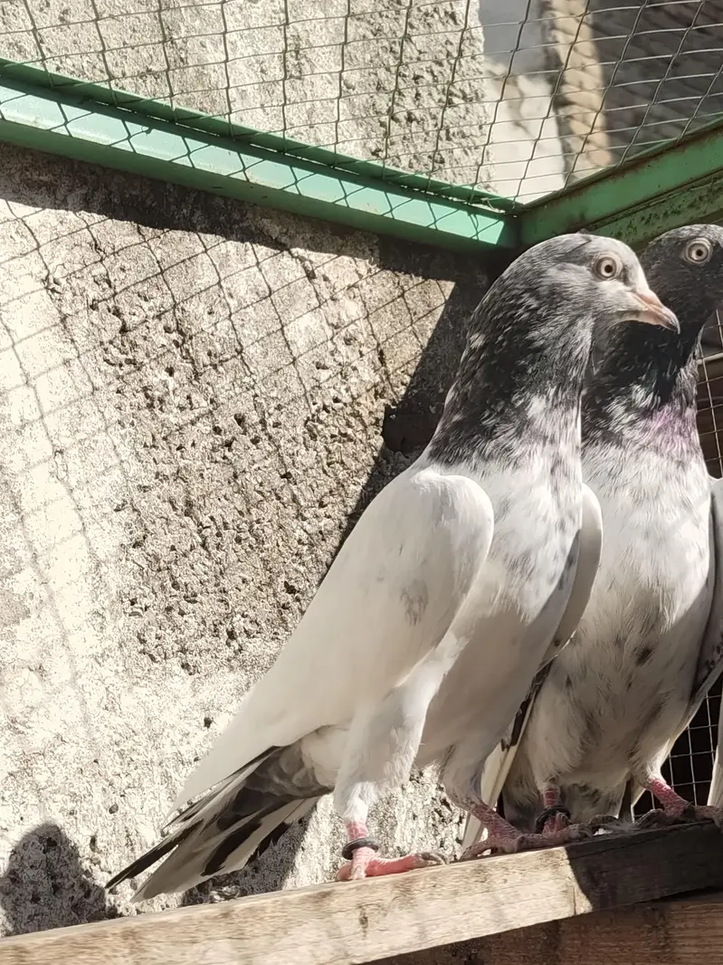 Resulted breeder pigeon — photo 10