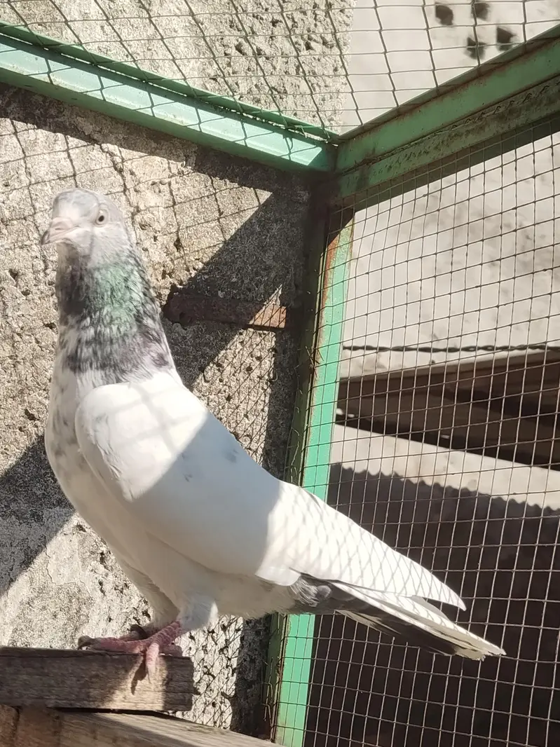 Resulted breeder pigeon — photo 11
