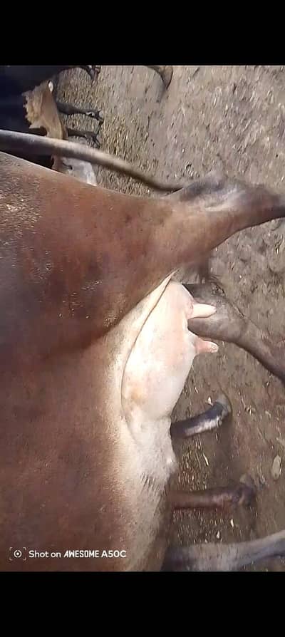 sale for cow