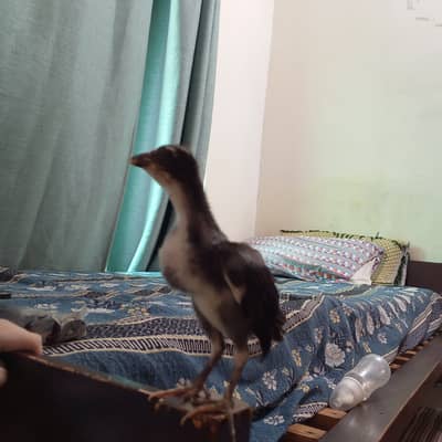 Aseel chicks