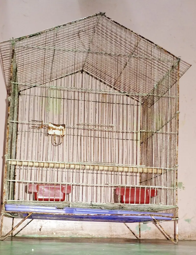 Cage Ringneck pahari 03192020884 — photo 2