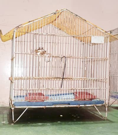 cage Ringneck pahari parrot 03192020884
