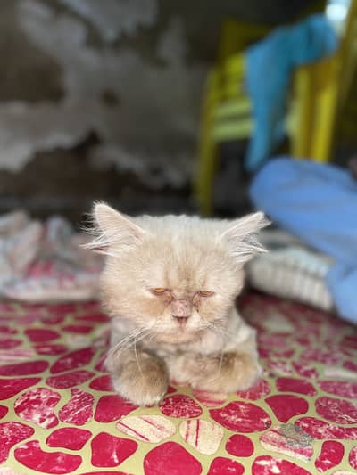 persian cat