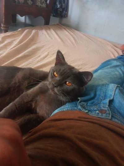 British shorthair male confirm stud 03497322796 whatsapp