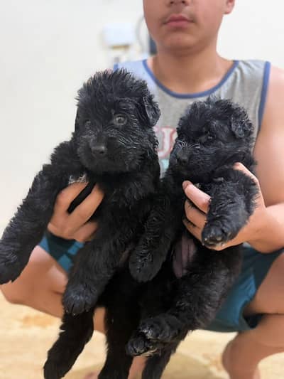 pure black german shepherd puppies