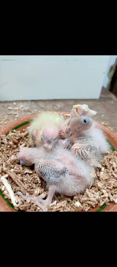 cocktails chicks available for hand tame purpose