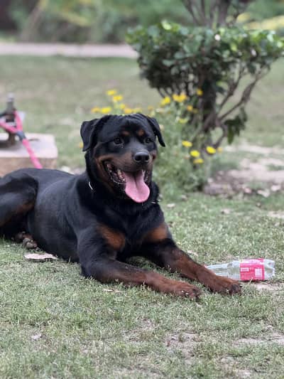Rottweiler Male for stud / mating only