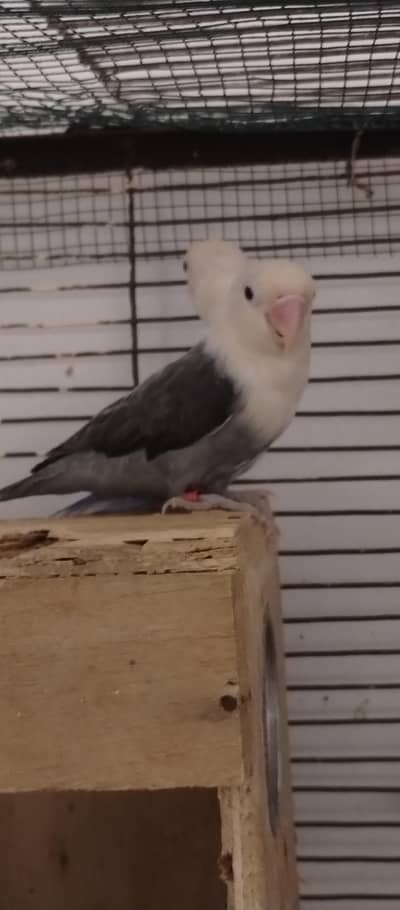 palefellow parblue allbino pairs lovebirds