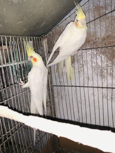 Cream cockatiel+Blue fishri+Albino Love Birds Breeding Pairs