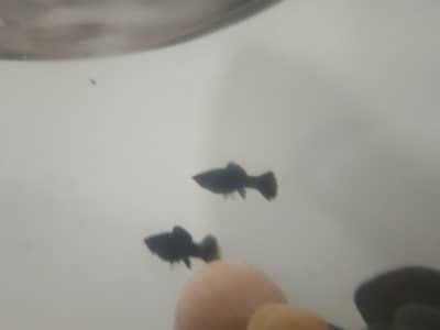 moly fish pair and babies for sale