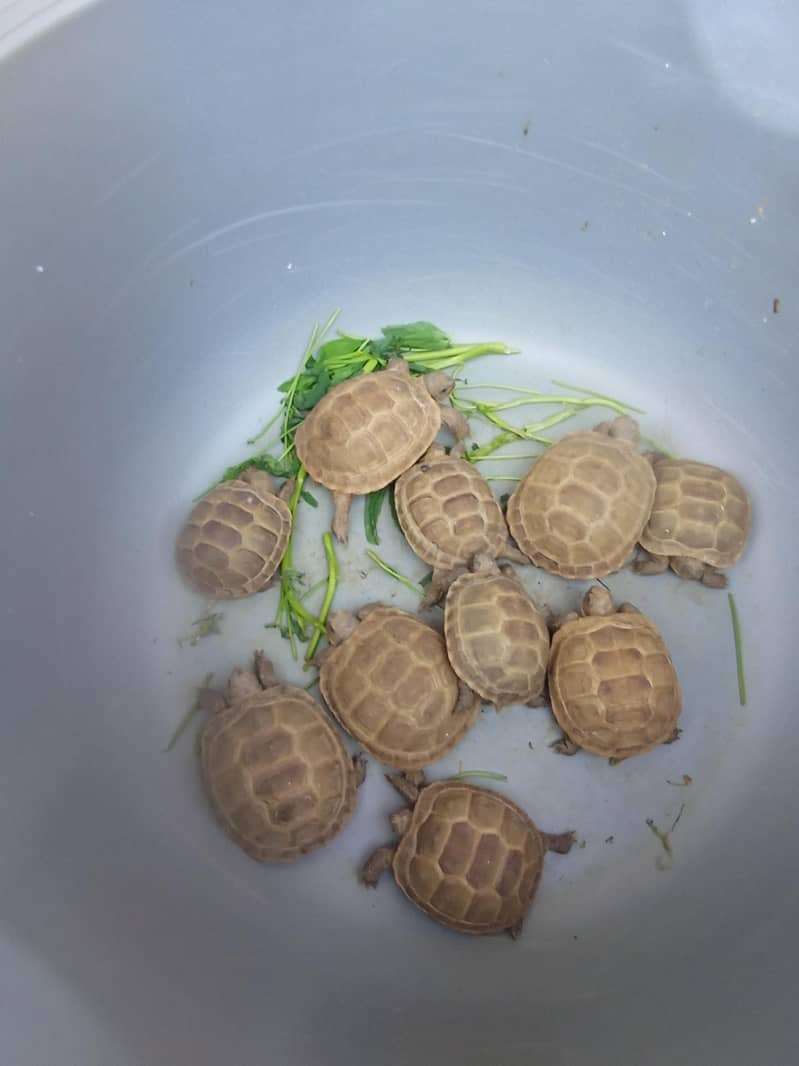 tortoise 0
