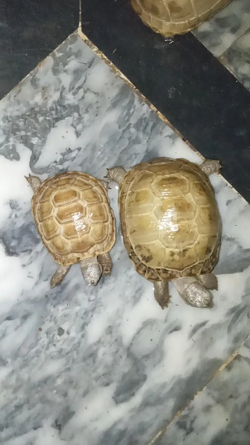 tortoise — photo 3