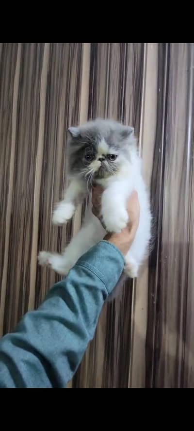 Persian Kitten Male Cat Kitten Urgent Sale