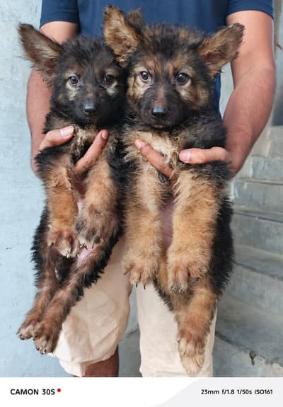 Gsd puppies female male both available for sale