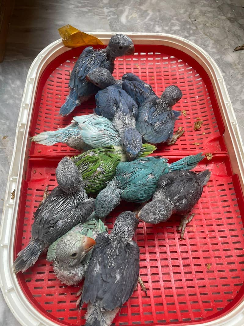 Colour Ring Neck Chick's 0