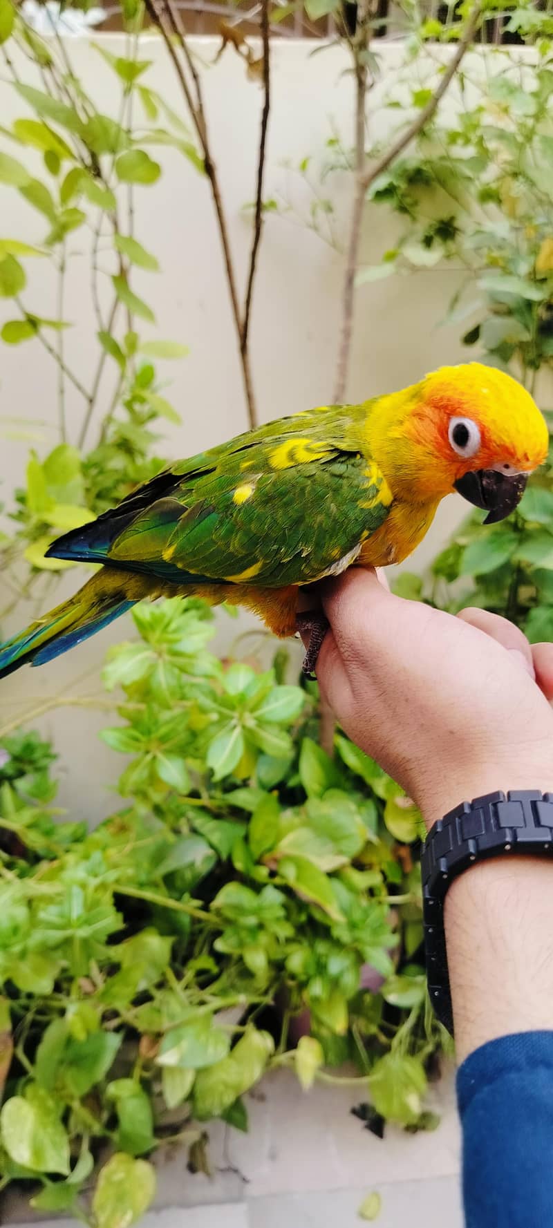 Colour Ring Neck Chick's 1