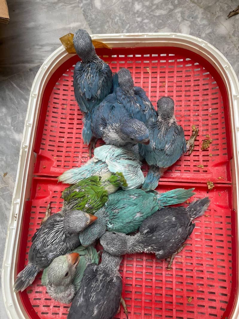 Colour Ring Neck Chick's 2