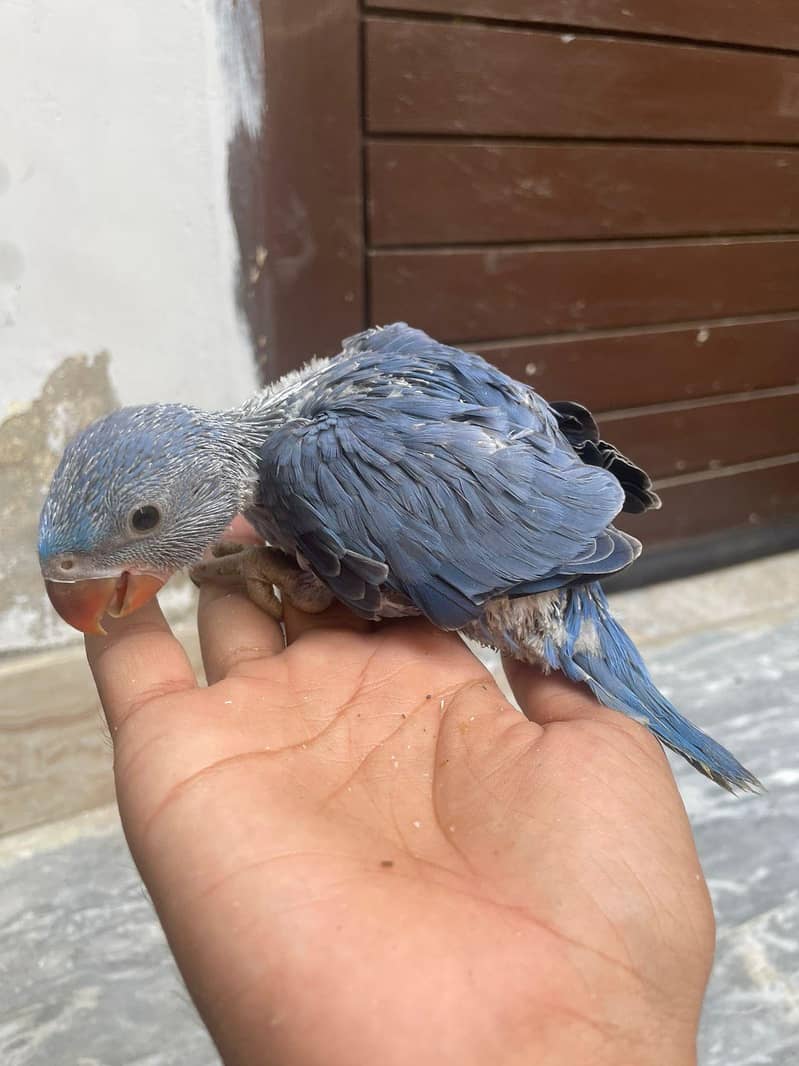 Colour Ring Neck Chick's 3