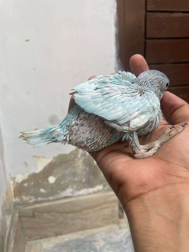Colour Ring Neck Chick's 4