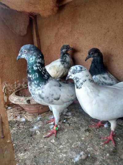 FAQEERGULL and Other pigeons