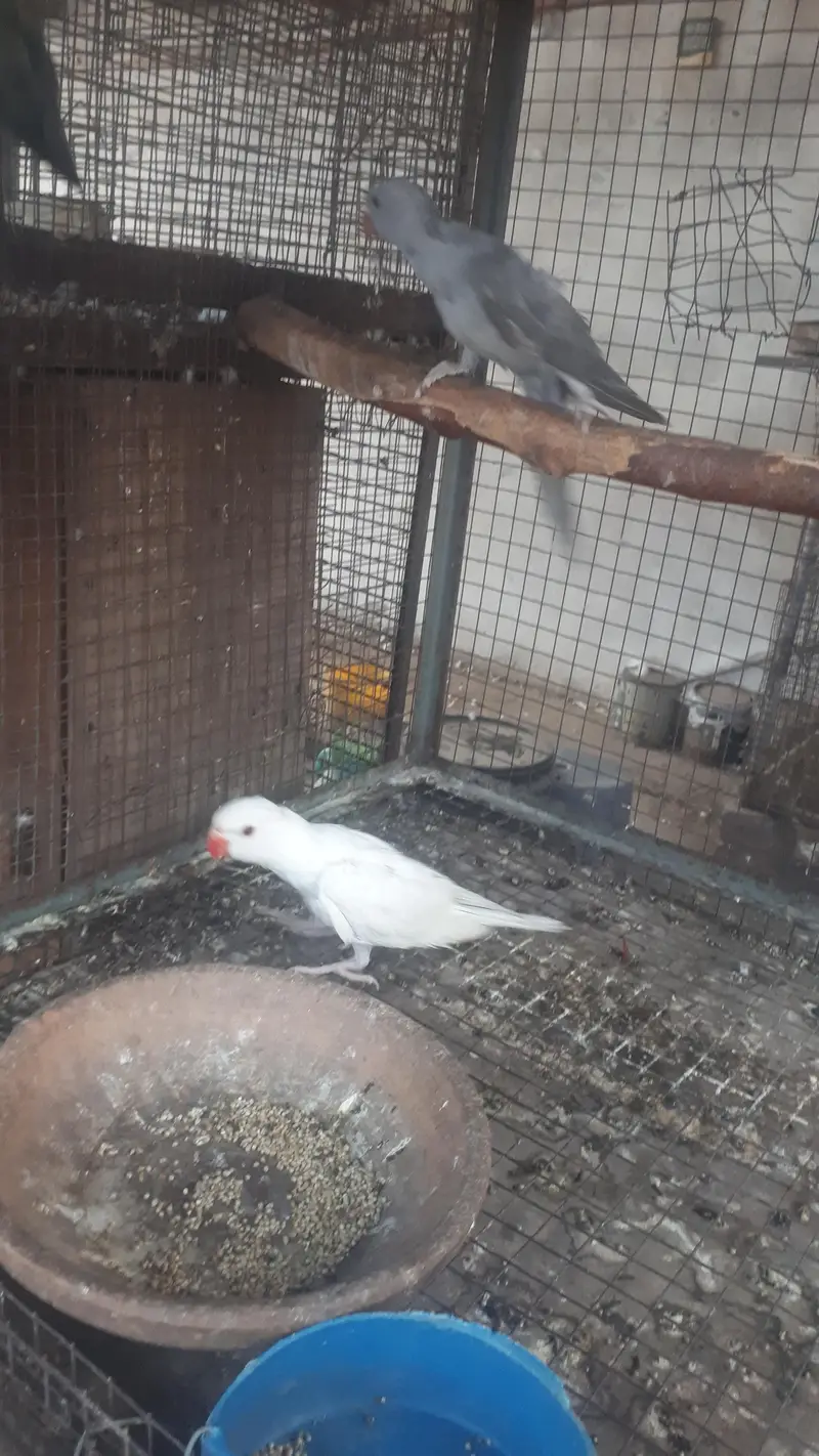 parot — photo 2
