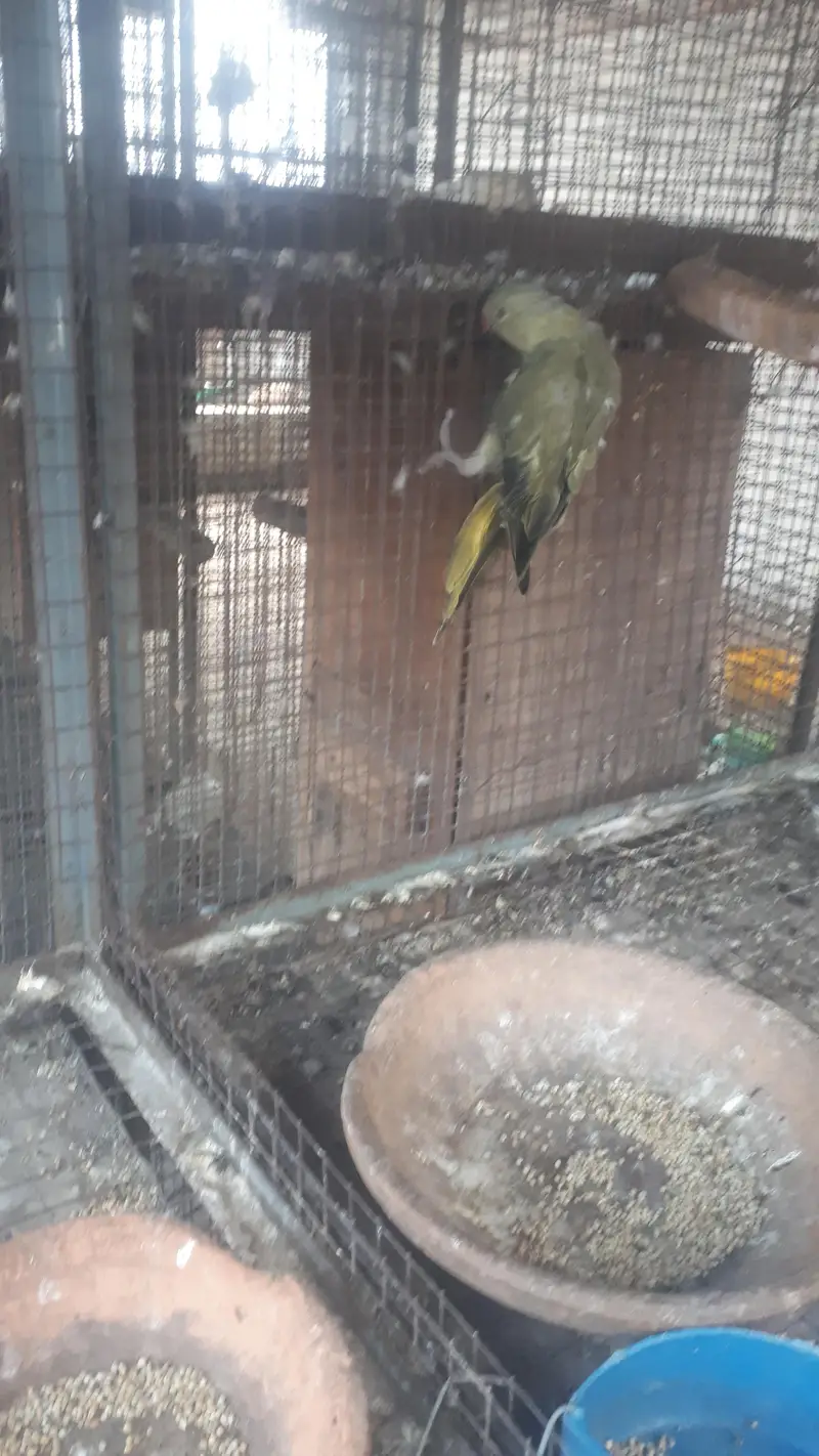 parot — photo 3