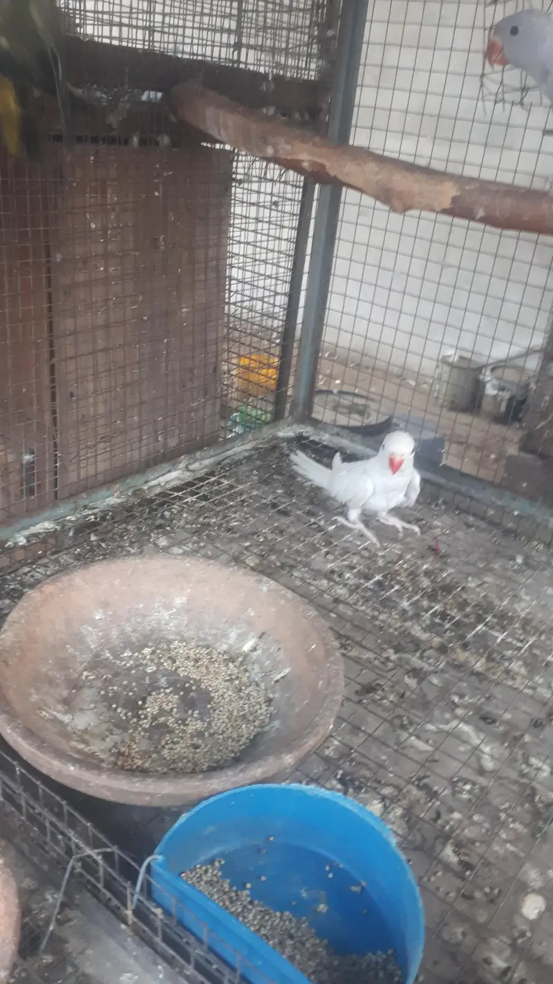 parot — photo 4