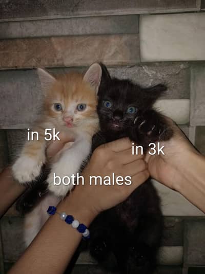 kittens in reasonable prices.