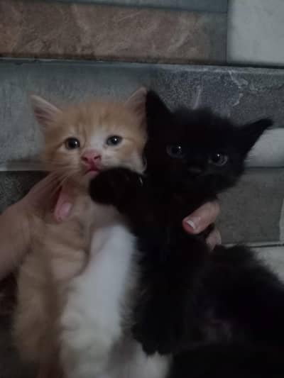 kittens in reasonable prices.