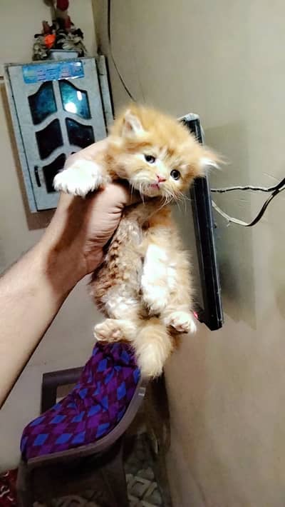 Person kitten available