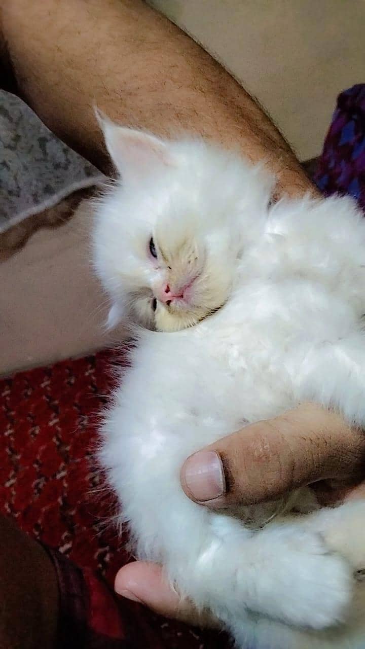 kittens 0
