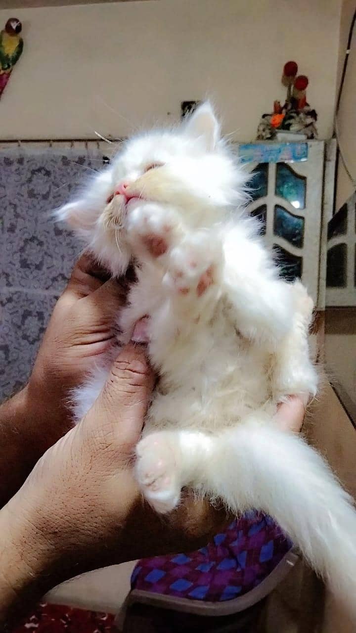 kittens 1