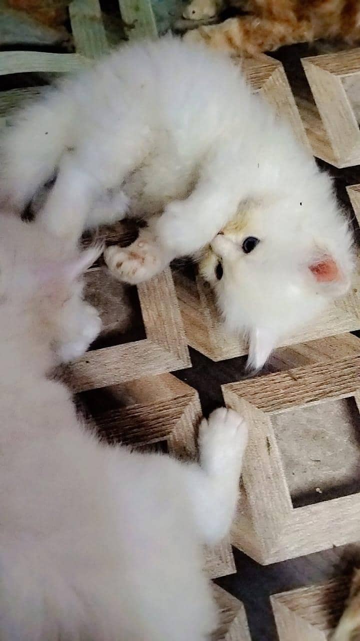 kittens 2