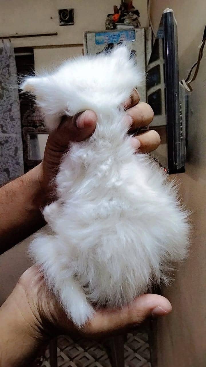 kittens 3
