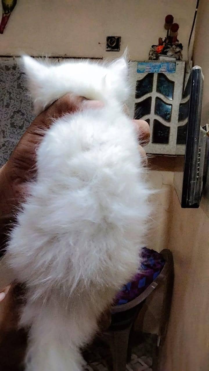 kittens 4