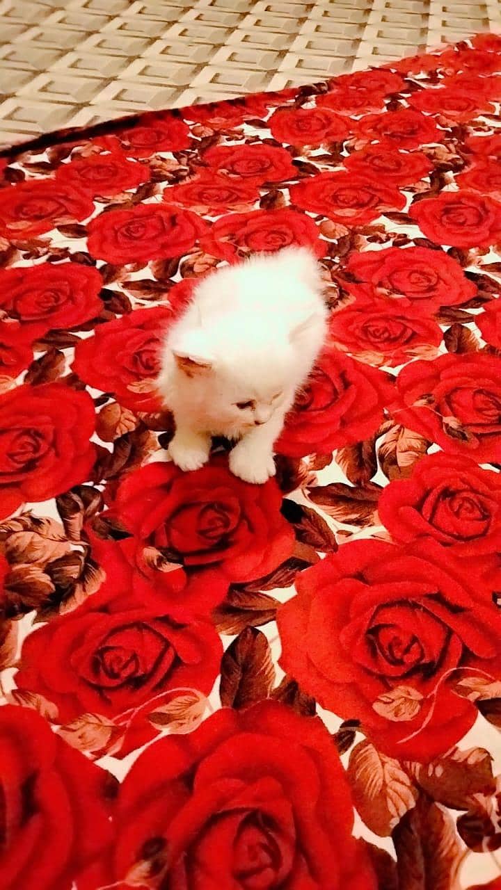 kittens 5