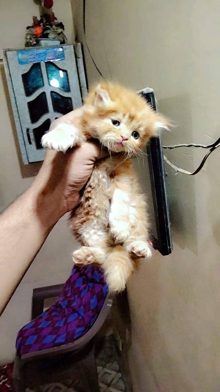 kittens 6