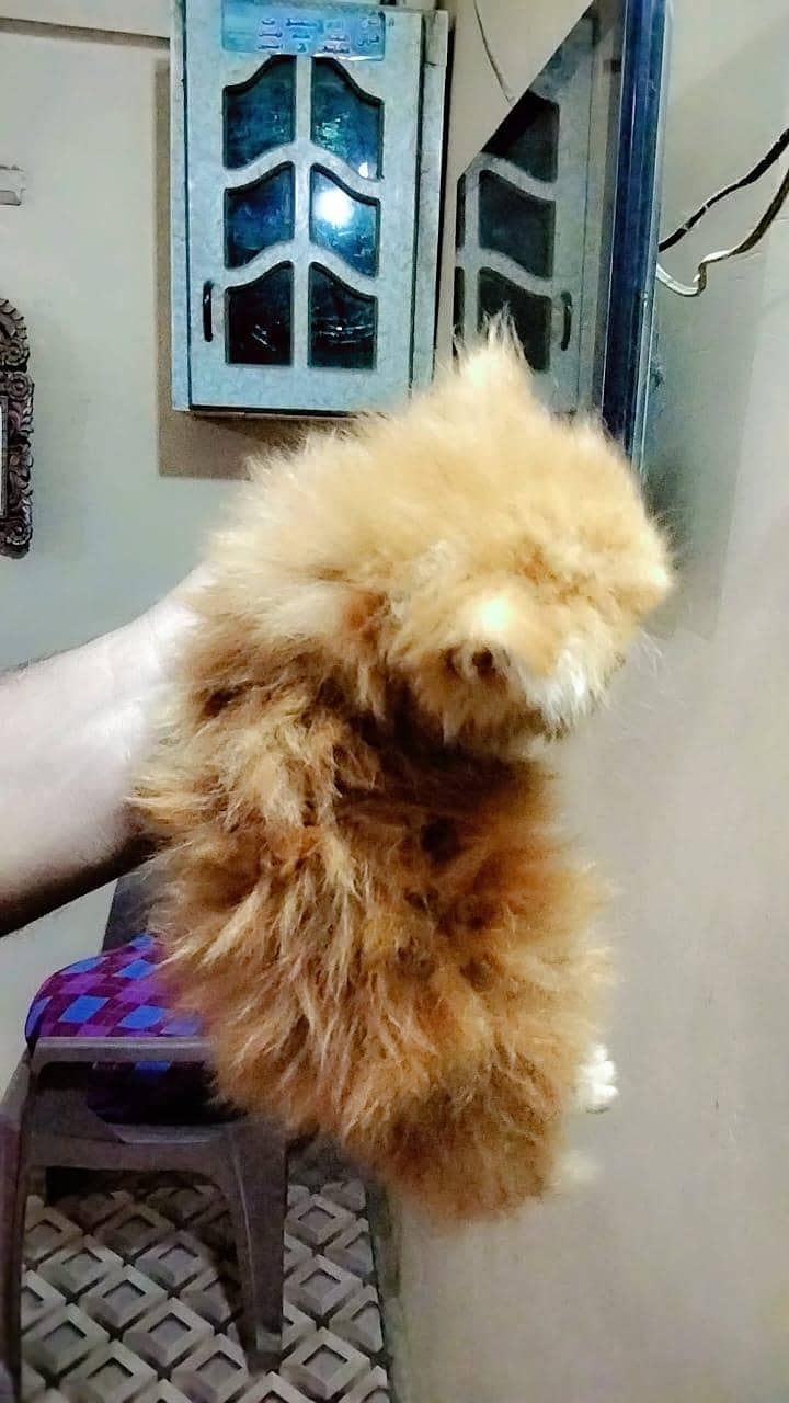 kittens 7