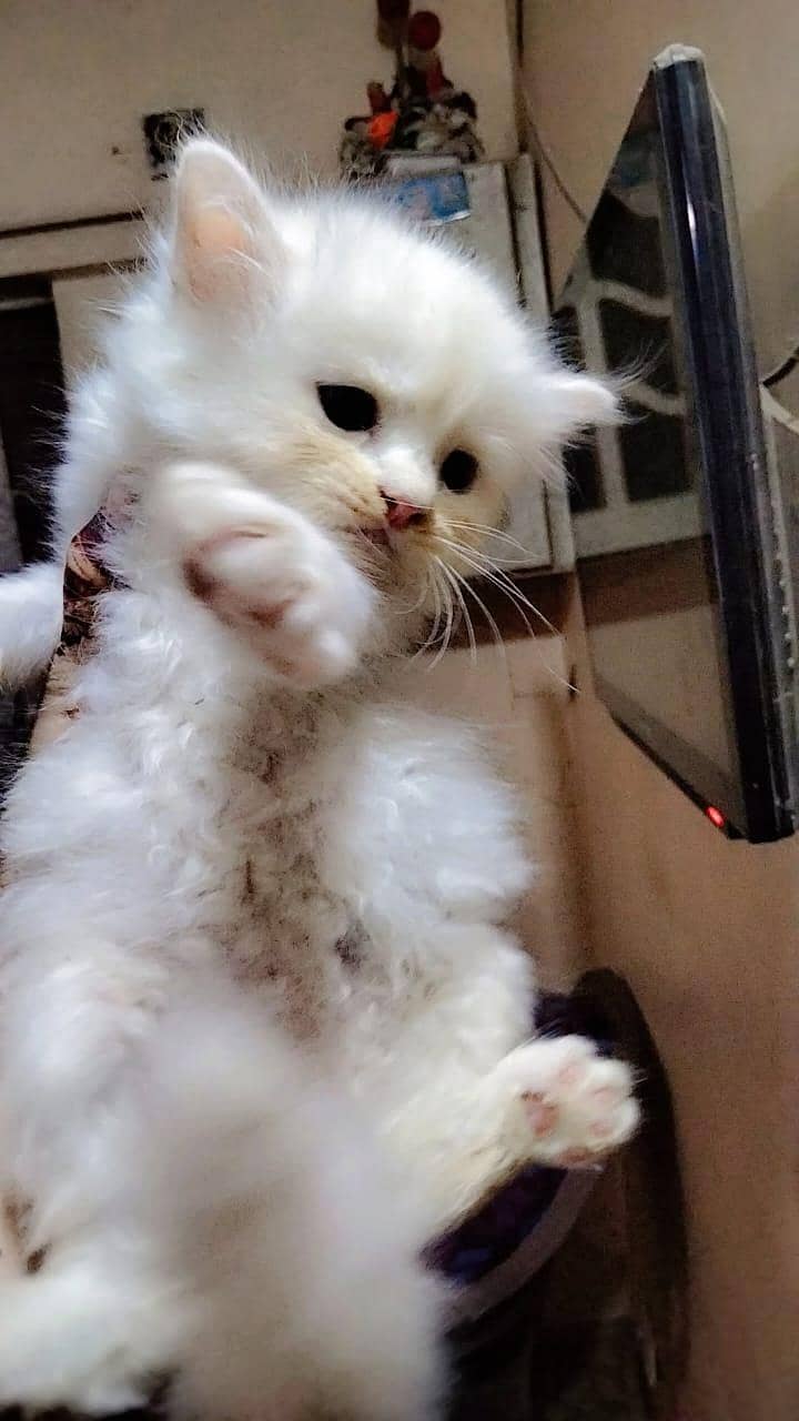 kittens 8