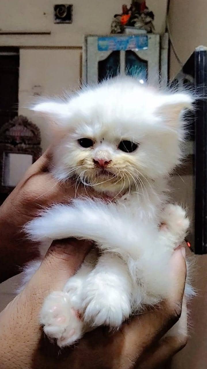 kittens 9