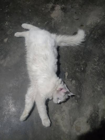 Persian cat healthy and playful