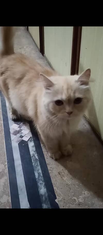 3 coat coffe color female