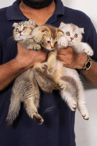Scotish Fold kittens